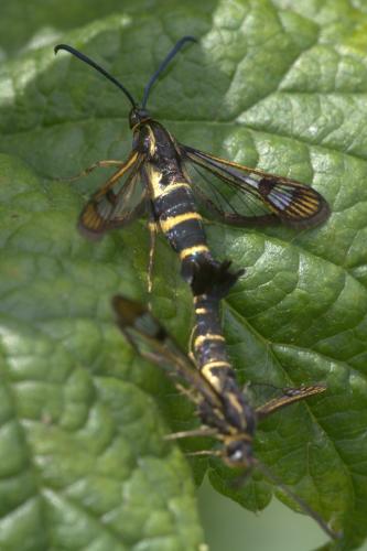 Réf. 259 880 : Synanthedon tipuliformis